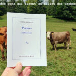 vaches